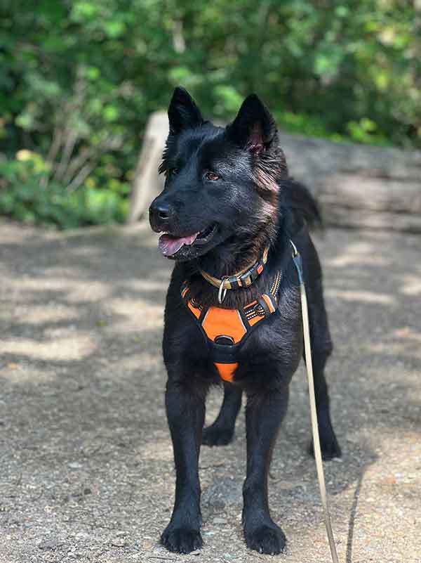 nora jeune chien noir femelle à adopter au refuge sos animaux 78 au Chesnay près de Versailles